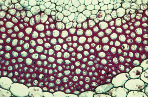 <p>small, irregularly shaped cells. These cells give pear fruits the gritty texture when you eat them, and in stone frutis like peach or cherry the sclereids form the hard “pit” that surrounds and protects the seeds</p>