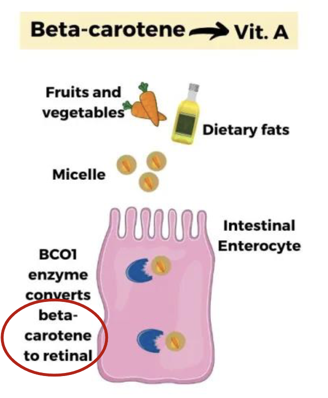 <p>Beta-carotene (provitamin A), naturally found in food, can be converted into active form of vitamin A called retinol</p>