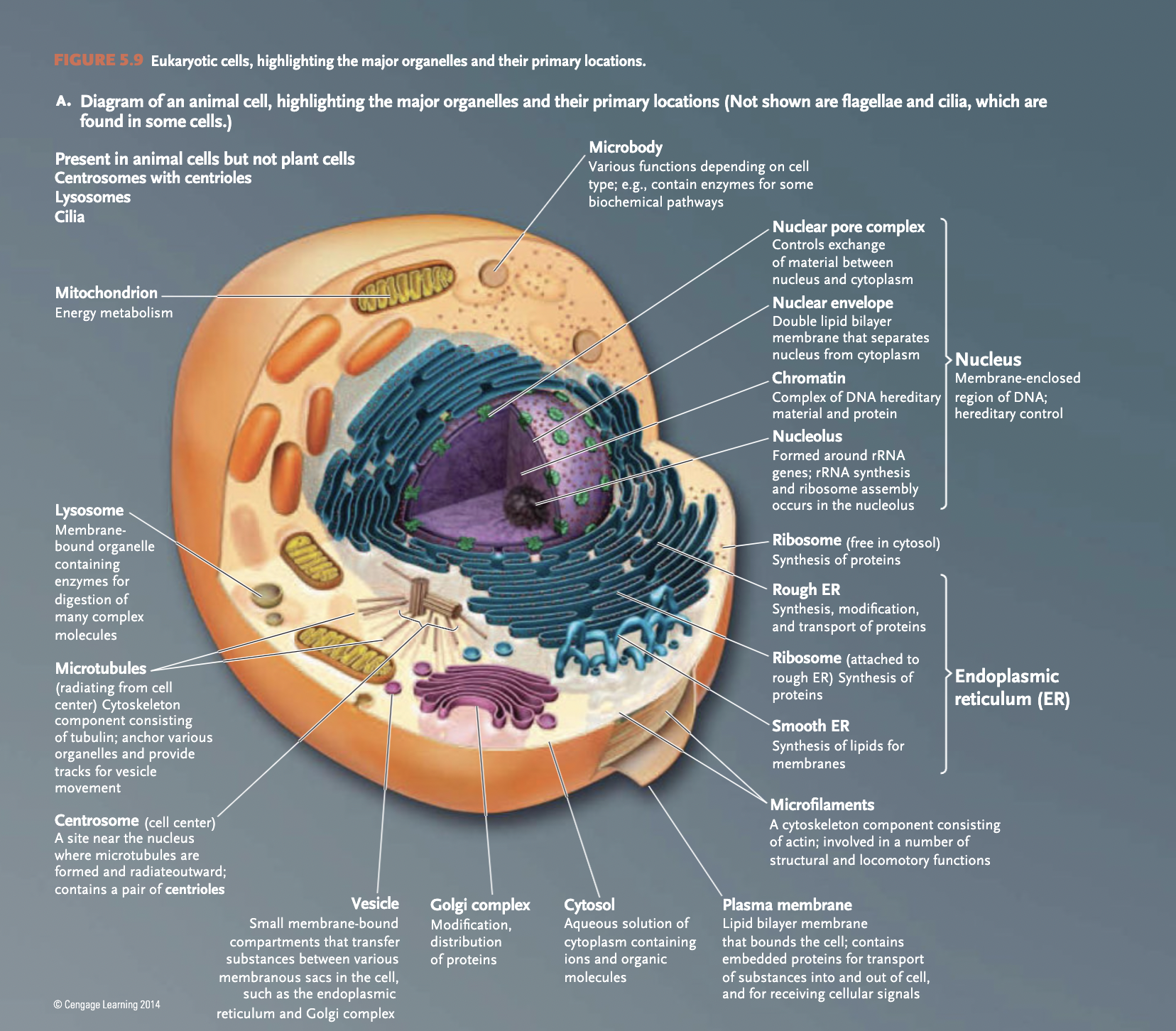 <p>eukaryotes</p>