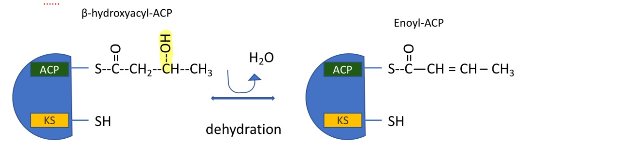 <p>dehydration reaction which removes H<sub>2</sub>O</p><ul><li><p>makes a double bond</p></li><li><p>catalyzed by fatty acid synthase I</p></li><li><p>forming enoyl-ACP</p></li></ul><p></p>