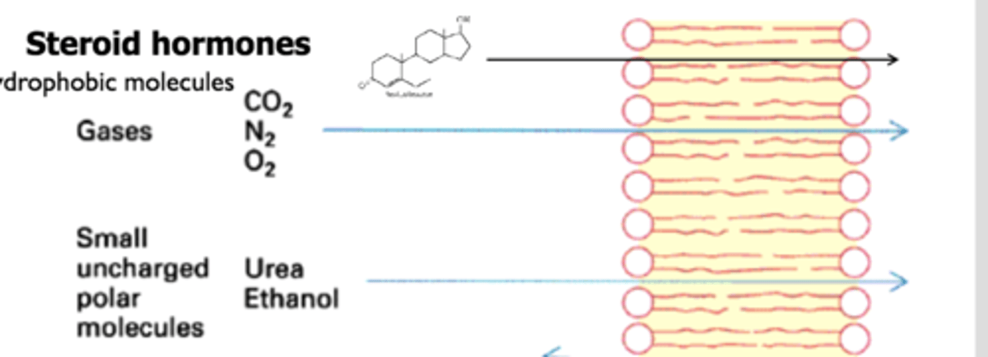 <p>permeable to cell membrane</p>
