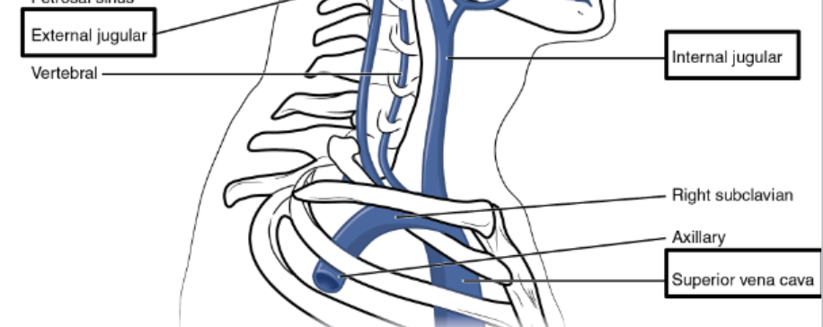 <ul><li><p>Superior vena cava</p></li><li><p>External jugular</p></li><li><p>Internal</p></li></ul><p></p>