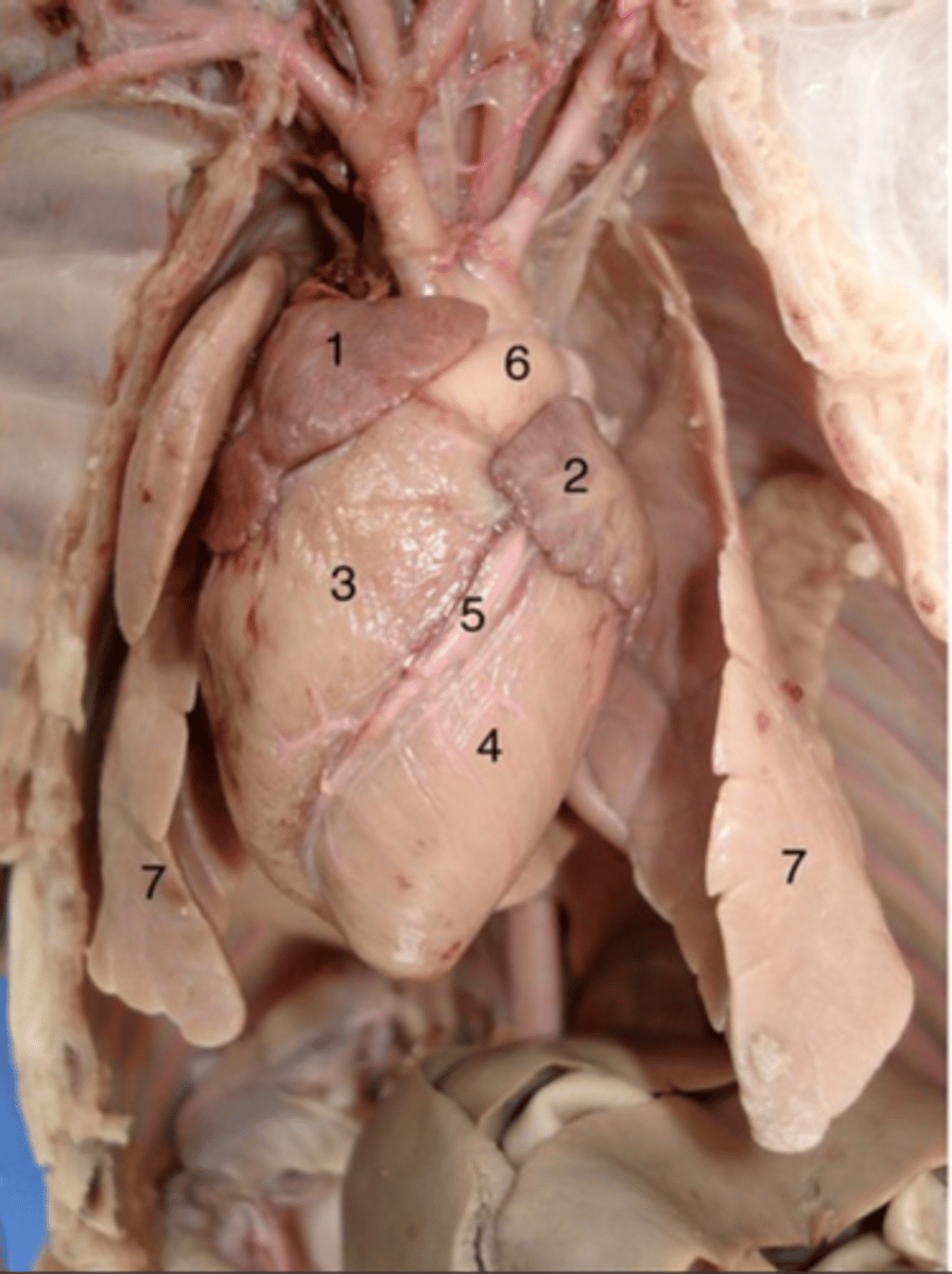 <p>#7</p><p>Allows oxygen in the air to be taken into the body, while also enabling the body to get rid of carbon dioxide in the air breathed out</p>