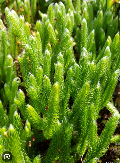 <ul><li><p>lycophyte</p></li><li><p>microphylls</p></li><li><p>dominant sporophyte</p></li><li><p>swimming sperm</p></li></ul>