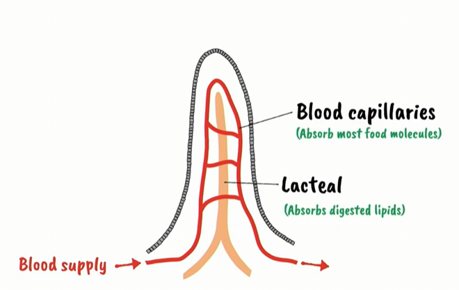 <p>absorb digested villi</p>