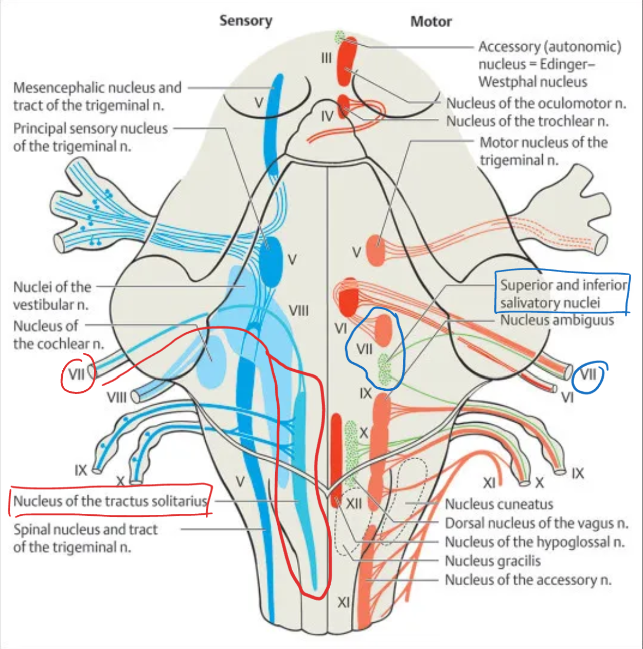 <p><strong>Facial (VII)</strong></p>