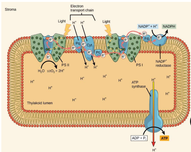 <p>-moves protons across the thylakoid membrane into the lumen </p><p>- Splitting of water adds protons to the lumen and reduction of NADPH removes protons from the stroma&nbsp;</p>