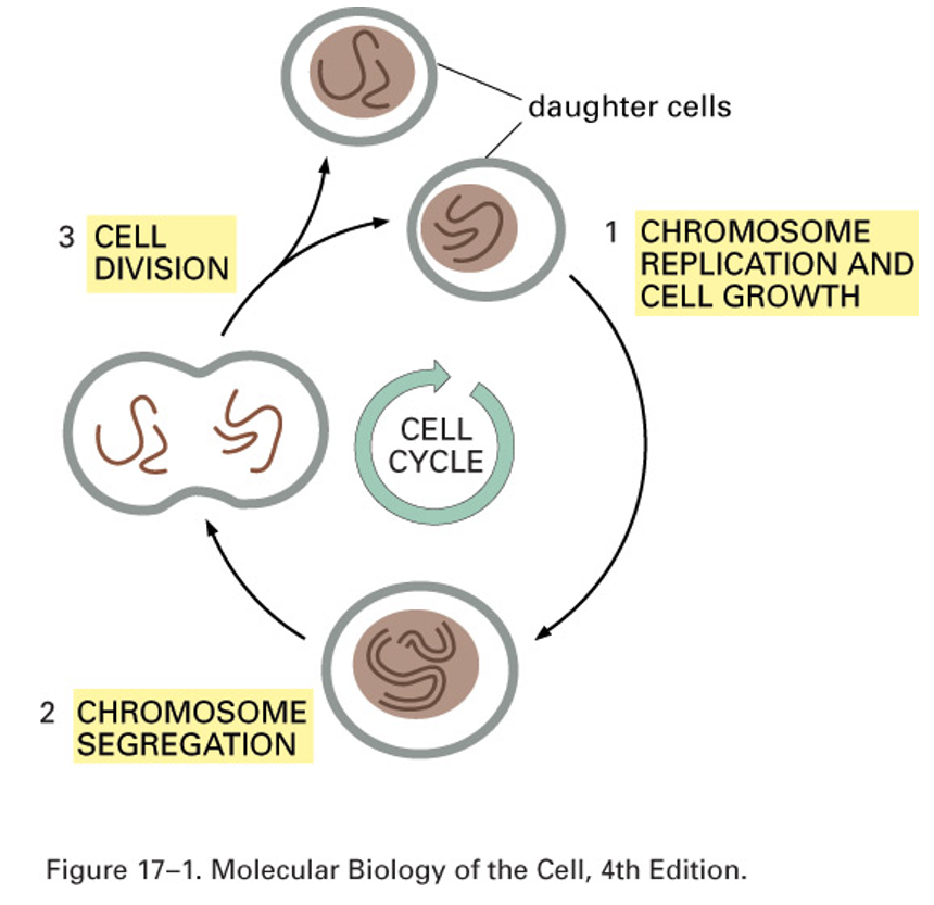 <p>Features: cellular growth, DNA replication, chromosome segregation, an division of cell and contents</p><ul><li><p>single cell accumulating mass</p></li><li><p>half of DNA segregation</p></li></ul><ul><li><p>all components need to be segregated</p></li></ul><p>Highly ordered series of events, highly conserved process</p><ul><li><p>needs to be unregulated cell division process</p></li></ul><p>Necessary for Development replacement of adult tissue that has high cell turnover</p><ul><li><p>need to be able to make copies, organ system needs to be able to be replaced</p></li></ul><p></p>
