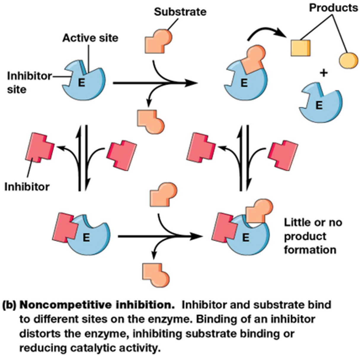 <p>inhibitor bindt preferentieel aan E of aan ES (maar bindt beiden)</p>