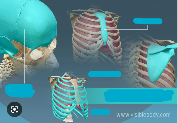 What are examples of flat bones?