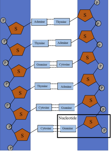 <p>The ___-_____ ______ of DNA is a structural framework formed by alternating deoxyribose (sugar) and phosphate groups, linked by covalent phosphodiester bonds. </p>