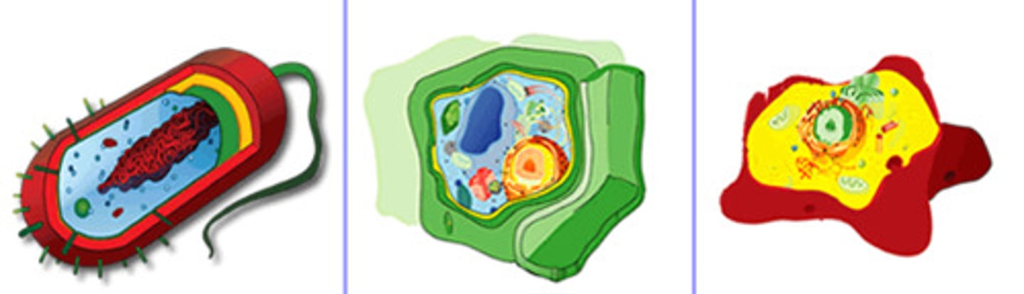 <p>The basic unit of all living things. The smallest unit of life.</p>