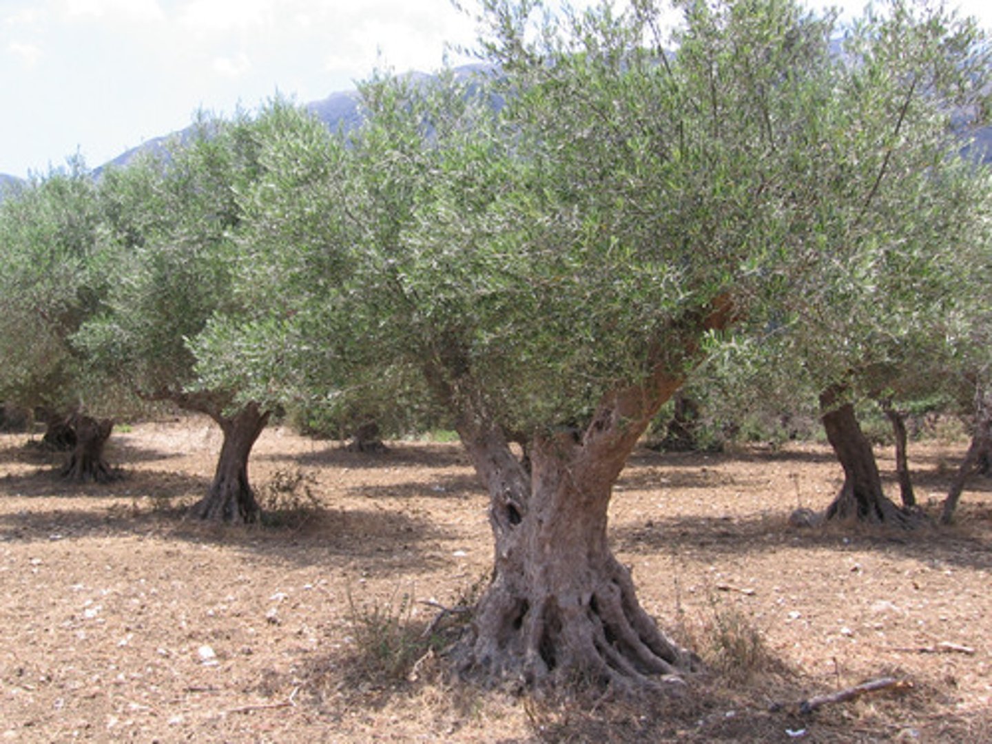 <p>Where Athena's gift of an olive tree is.</p>