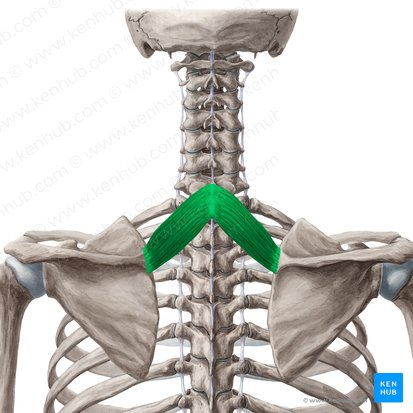 this muscle’s name is ___