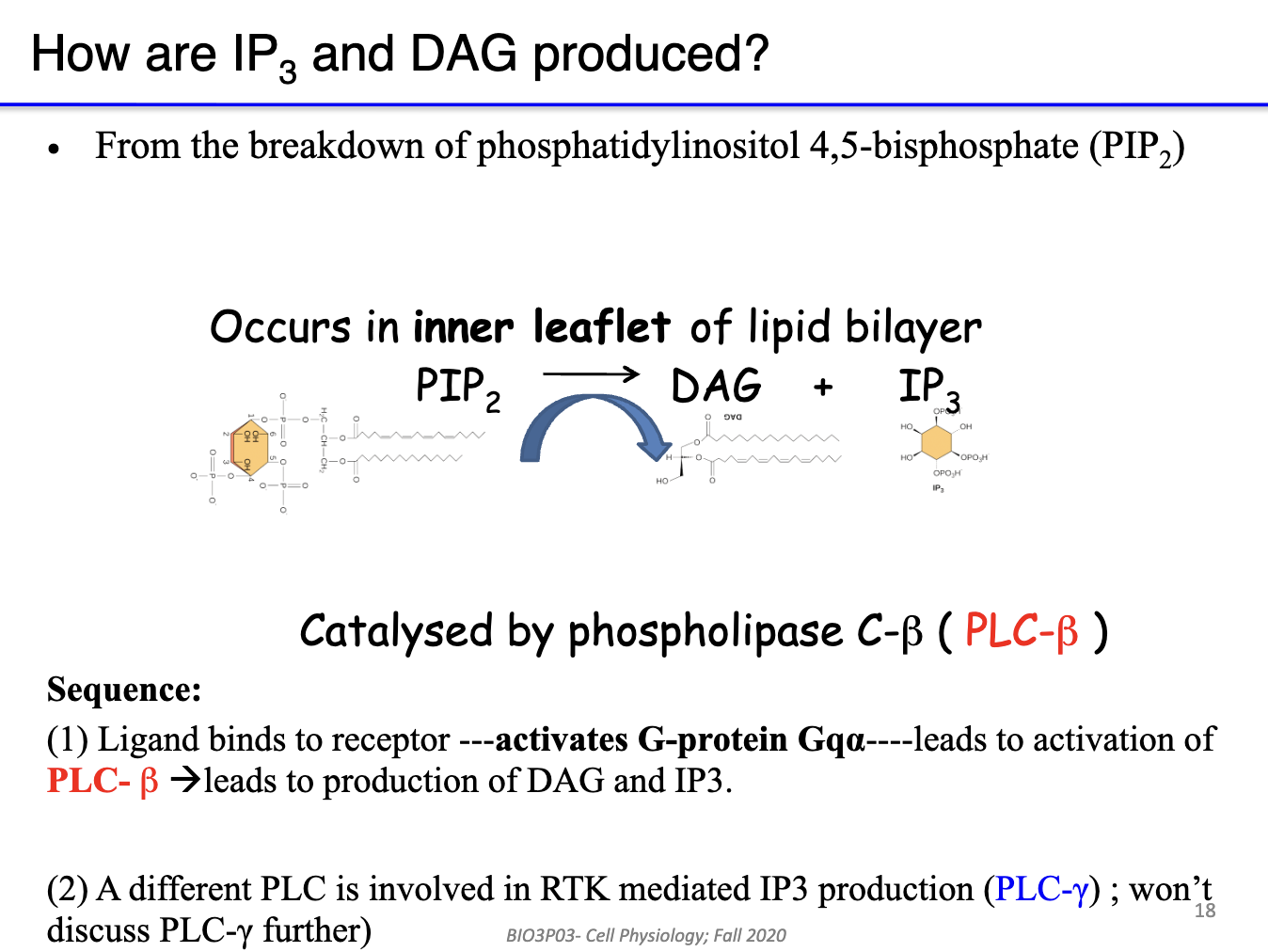 <ul><li><p><strong>PIP₂ (phosphatidylinositol 4,5-bisphosphate)</strong> is the substrate</p></li><li><p><strong>GPCR ligand binds → Gq α-subunit activates PLC-β</strong></p></li><li><p><strong>PLC-β cleaves PIP₂ → DAG + IP3</strong></p><ul><li><p><strong>DAG</strong>: lipid-based, stays in inner leaflet of membrane → activates <strong>PKC</strong> locally</p></li><li><p><strong>IP3</strong>: soluble, diffuses through cytoplasm → binds ER/SR → releases <strong>Ca²⁺</strong></p></li></ul></li><li><p>Outcome: DAG &amp; IP3 act as <strong>second messengers</strong> for downstream signaling</p></li><li><p><strong>Note</strong>: PLC-γ (tyrosine kinase-associated) not relevant here</p></li></ul><p></p>