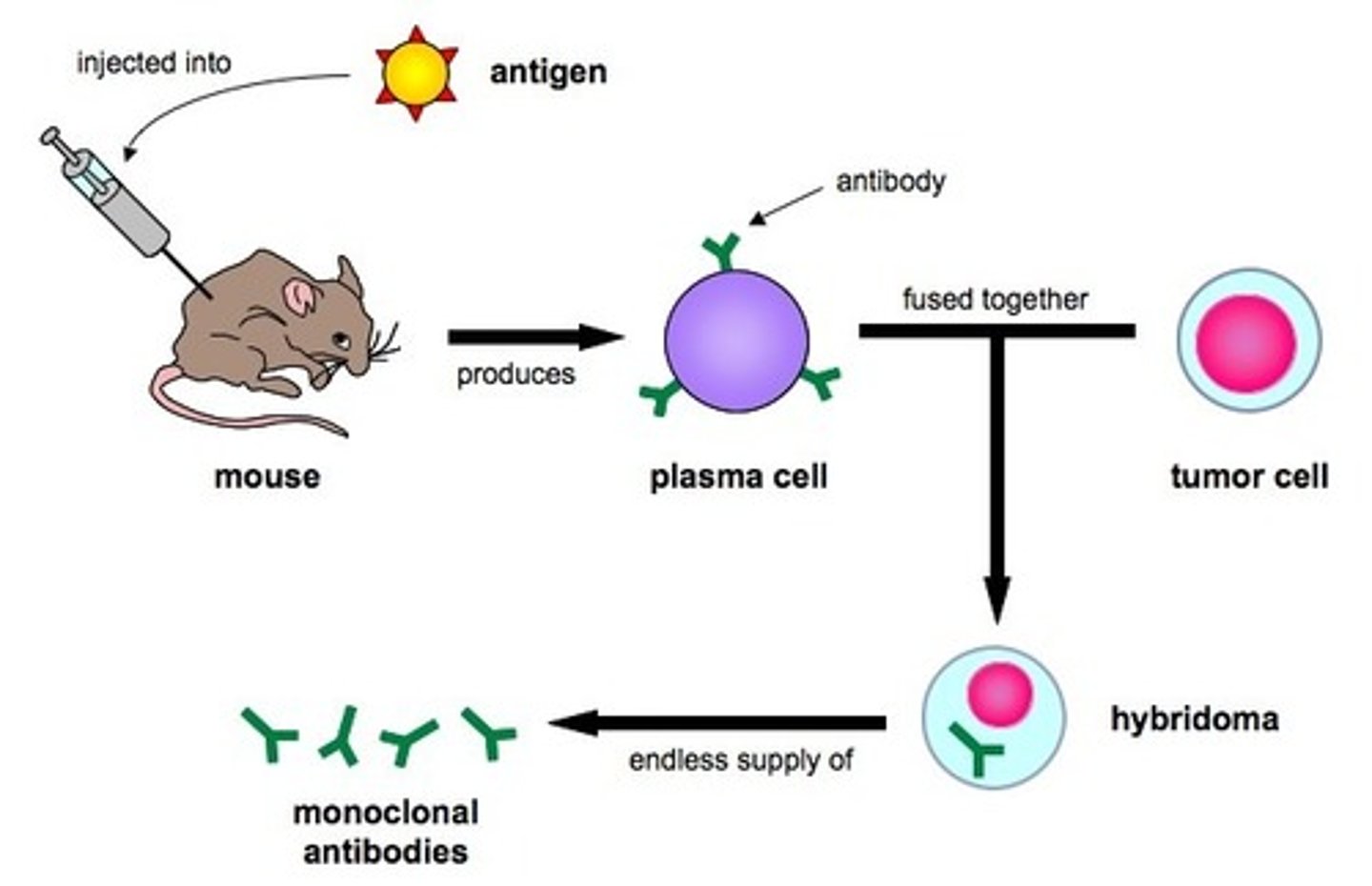 <p>Hybrid cell lines that make monoclonal antibodies of defined specificity. They are formed by fusing a specific antibody-producing B lymphocyte with a myeloma cell that grows in tissue culture and does not make any immunoglobulin chains of its own.</p>