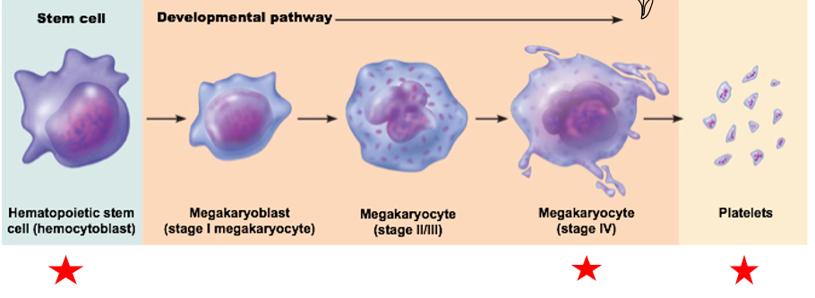 <ol><li><p>Start with stem cell - Hematopoietic stem cell (hemocytoblast)</p></li><li><p>Developmental pathway results in Megakaryocyte (stage IV)</p></li><li><p>Bits and pieces breakoff - Platelets</p></li></ol><p></p>