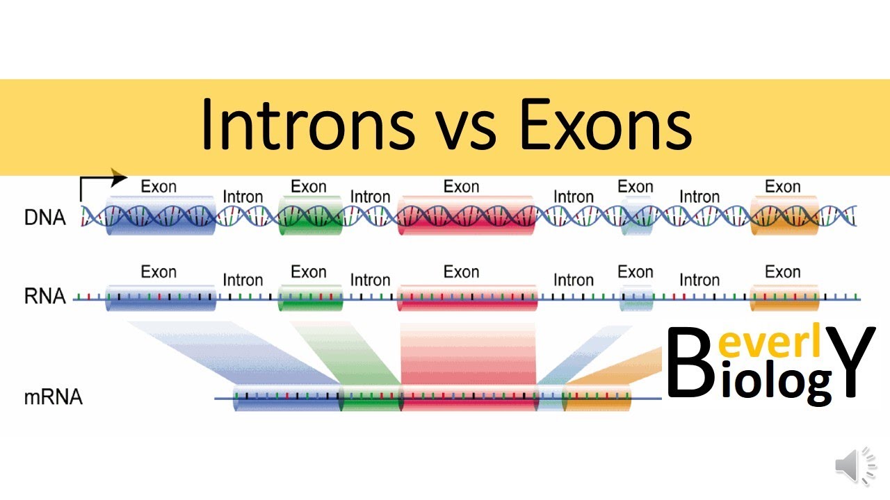 <p>Exon is a region of a gene that is being used to provide a code to make polypeptides or mRNA whereas intron doesn’t provide a code.</p>