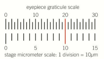 <ul><li><p>put the stage micrometer in place and eyepiece graticule in… well, the eyepiece</p></li><li><p>get the scale on the micrometre in focus</p></li><li><p>align the scales and take a reading</p></li><li><p>remove the stage micrometer</p></li></ul><p></p>