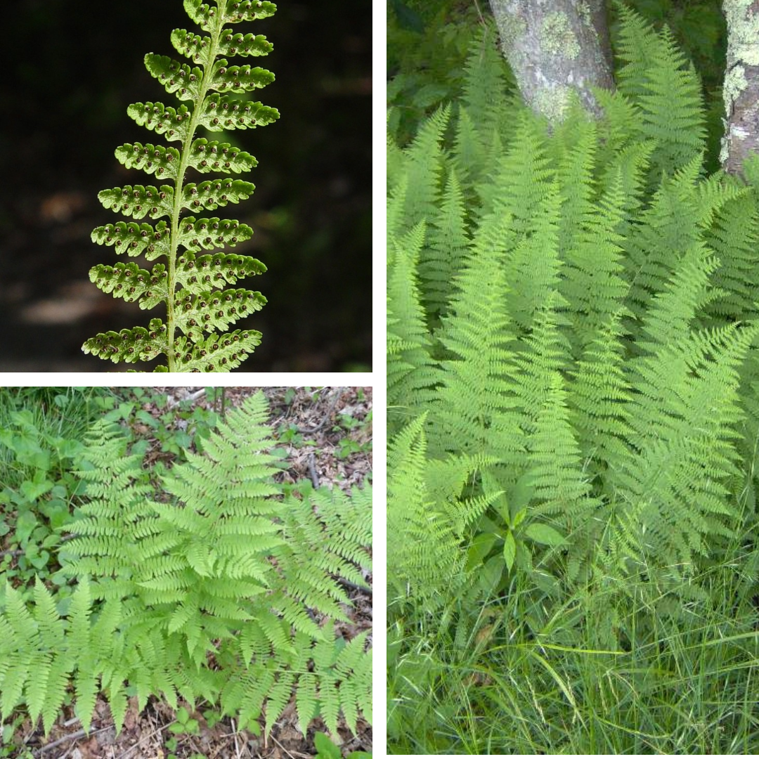 <p>Hay-scented fern</p><p>smells like grass, feathery, bright green</p><p></p>