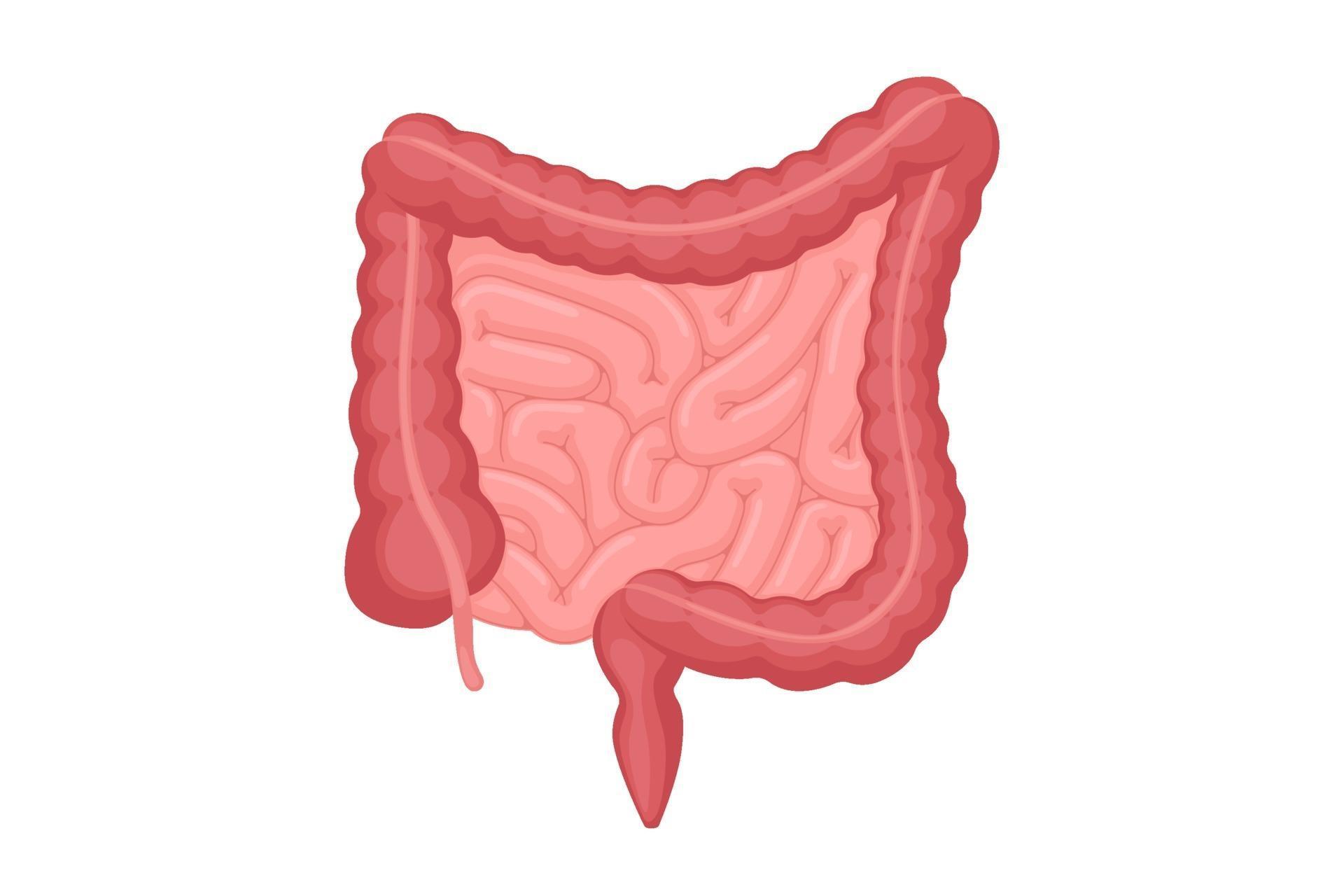 <p>What is the organ depicted here in <strong><u>light</u></strong> pink?</p>