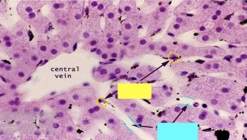 <p>what are the yellow circles indicating?</p>