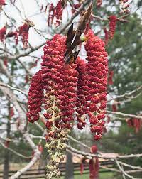 <p>Name this tree (scientific + common name)</p>