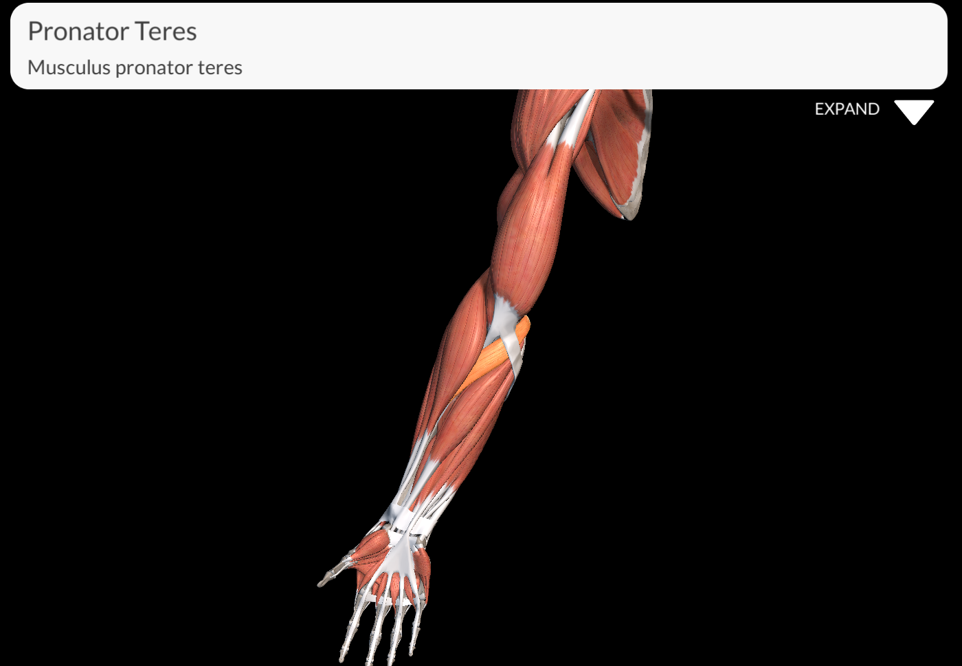 <p>Pronator Teres Muscle</p>