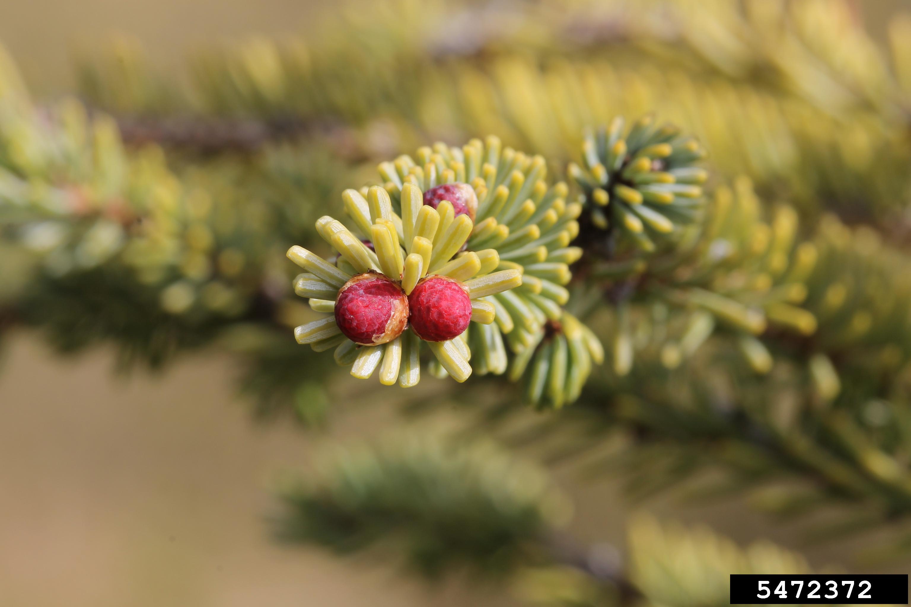 <ul><li><p>small bog tree, intermediate shade </p></li><li><p>needles: dull blue - grn, flexible, soft, waxy</p></li><li><p>twigs: curve up at ends </p></li><li><p>bark: grey / brn, thick scales</p></li><li><p>repro: small spherical cones</p></li></ul>