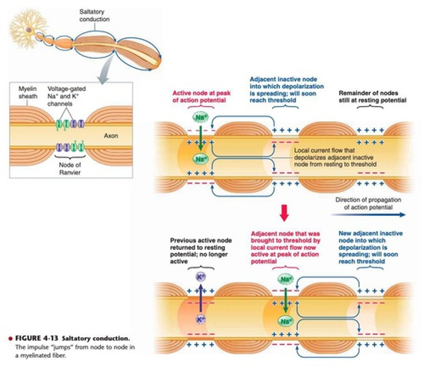 <p>It is when action potentials jump from one node of Ranvier to the next in myelinated fibers.</p>