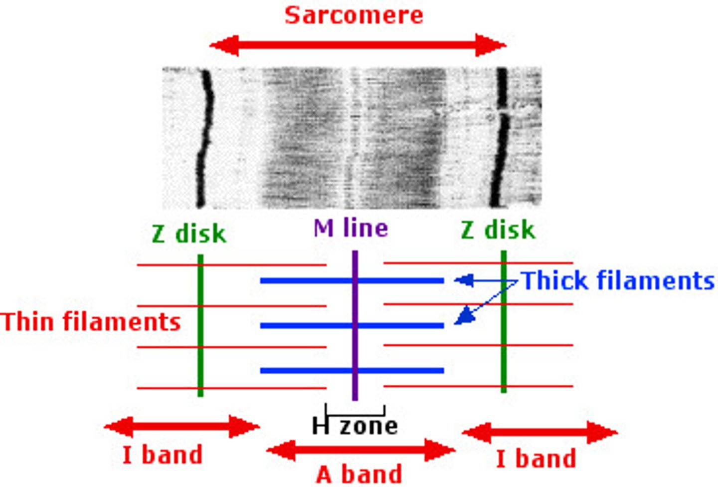 <p>middle of sarcomere</p><p>- myosin</p><p>- dark line in the center of the H band of a sarcomere</p><p>- structural proteins that anchor myosin during contraction</p>