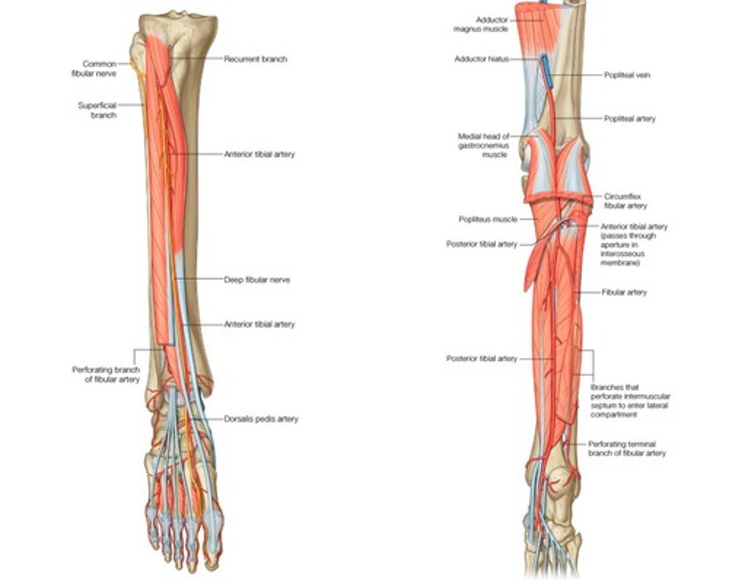 <p>Supplies the posterior compartment (calf muscles) and travels behind the medial malleolus into the sole of the foot.</p>