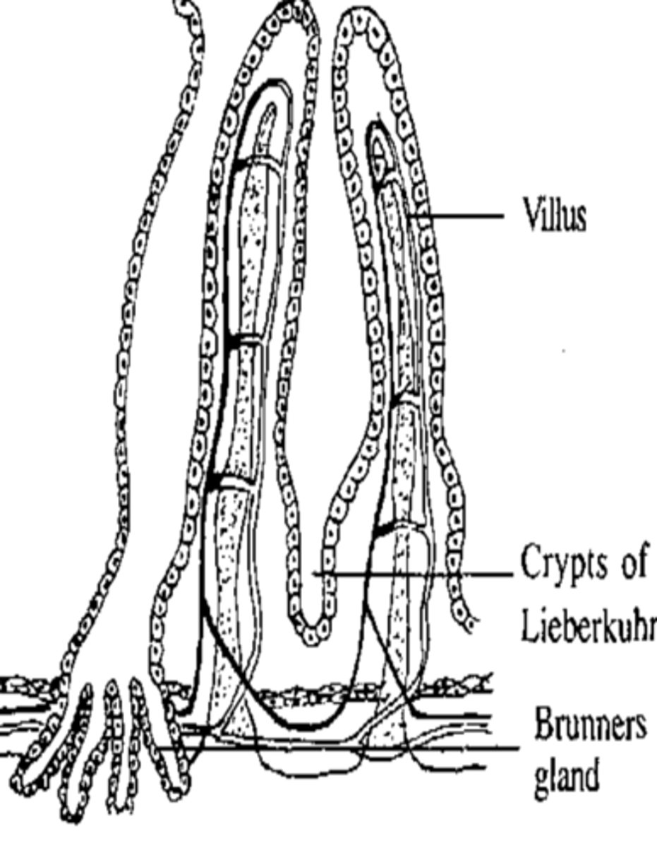 <p>− Deep pits/invaginations formed by mucosal folds </p><p>- mainly in small intestine</p><p>− Contain villi for absorption</p><p>- Contains several types of secretory cells, including Goblet cells and enterocytes</p>