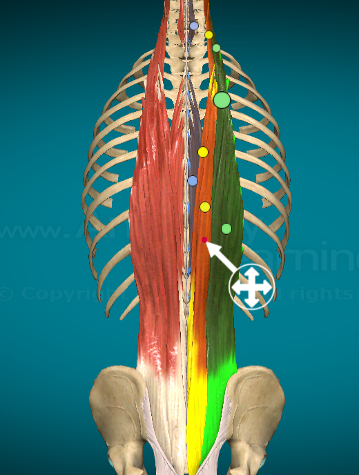 <p>What is this muscle and where is it found?</p>