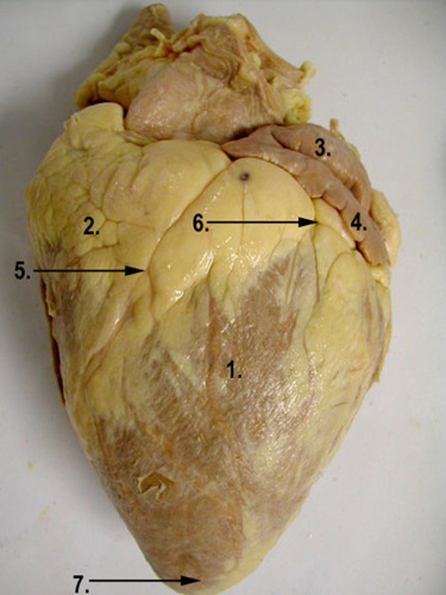 <p>Identify the region of the organ labeled 7.</p>
