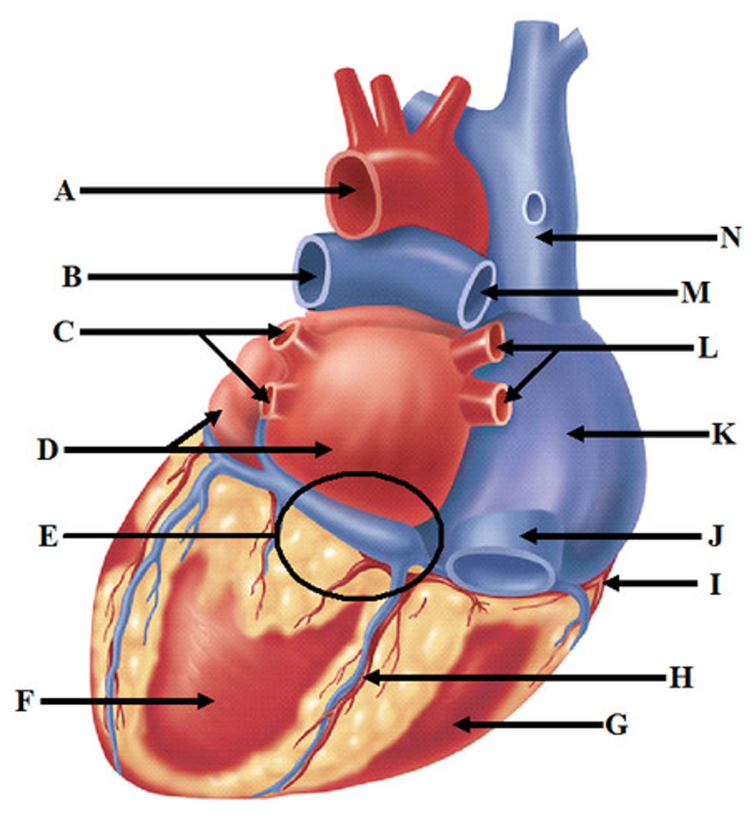 <p>What part of the heart is letter F?</p>