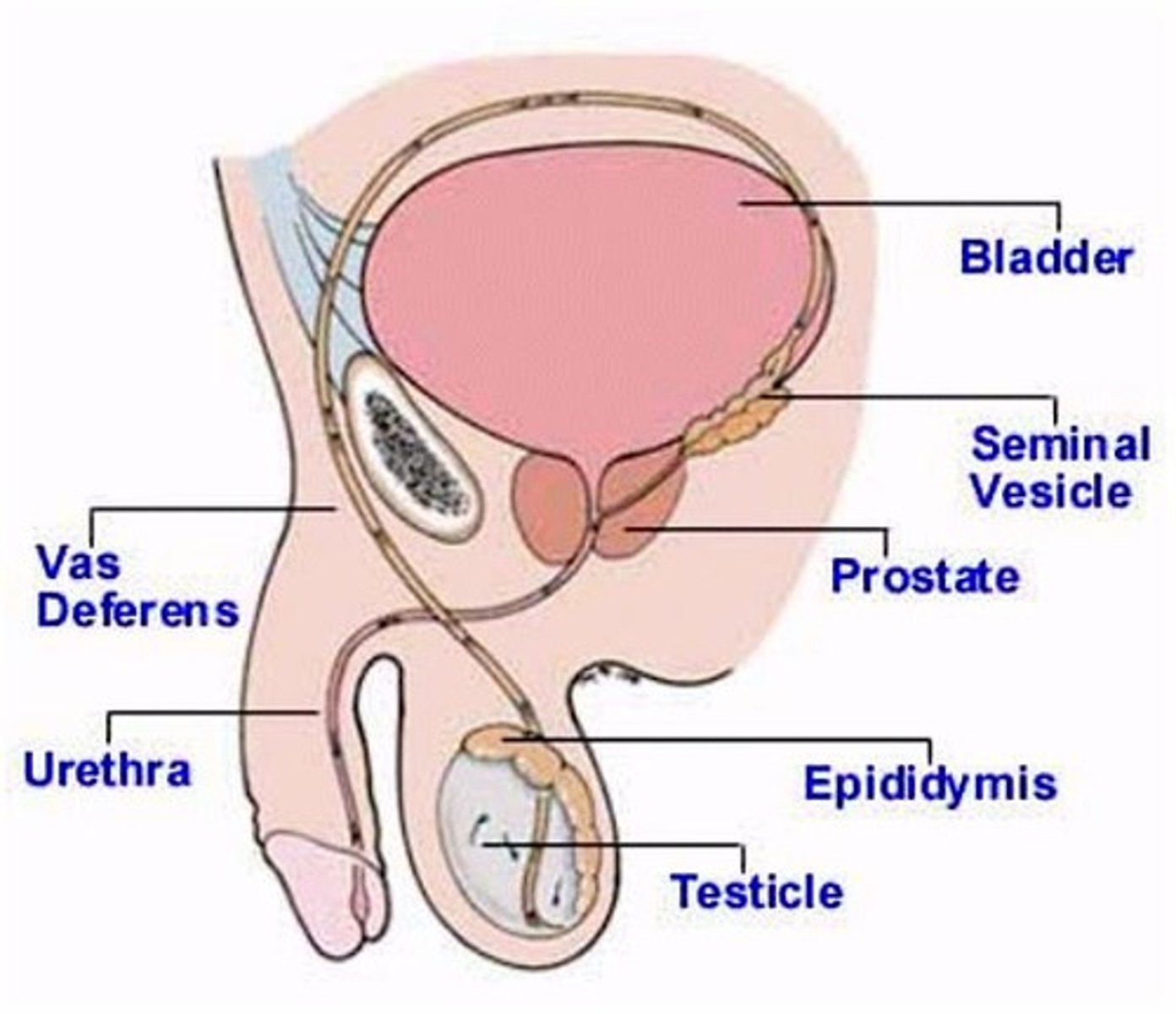 <p>- Tube like structures that carry sperm from the epididymis to the urethra.</p><p>- Pass into the abdominal cavity, where they curve around the bladder and empty into the ejaculatory duct.</p><p>- Ends at ampulla</p>