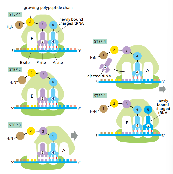 <p>Step 1 : tRNA binding in A site.</p><p>Step 2 : peptide bond formation in the large subunit.</p><p>Step 3 : Large subunit translocation.</p><p>Step 4 : Small subunit translocation.</p>