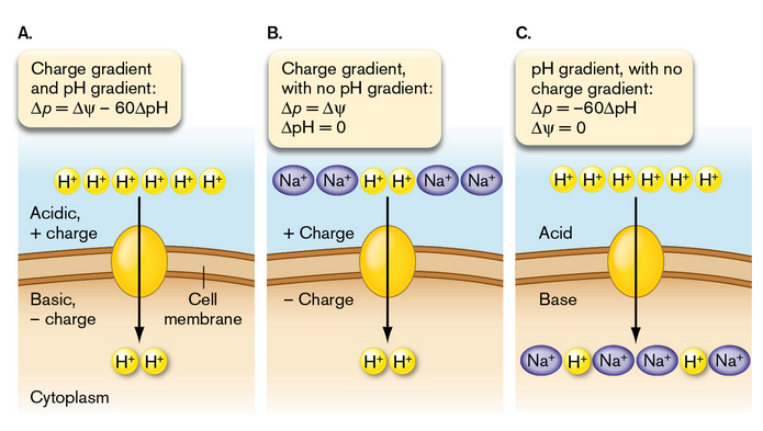 <p>electrical potential (Δψ) and the pH difference (ΔpH) both contribute to the proton motive force</p>