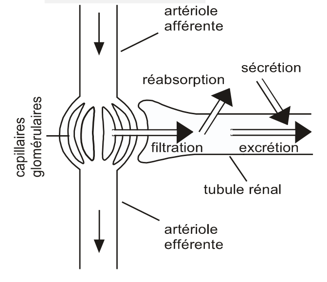 <p>Filtration - Reabsorption + Sekretion</p>