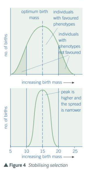 <p>Selection may favour average individuals - this preserves the characteristics of a population e.g. human birth weight</p><ul><li><p>mortality rate is greater at the two extremes</p></li><li><p>infants with highest and lowest birth masses are more likely to die while those around the mean are less likely to die</p></li></ul><p></p>
