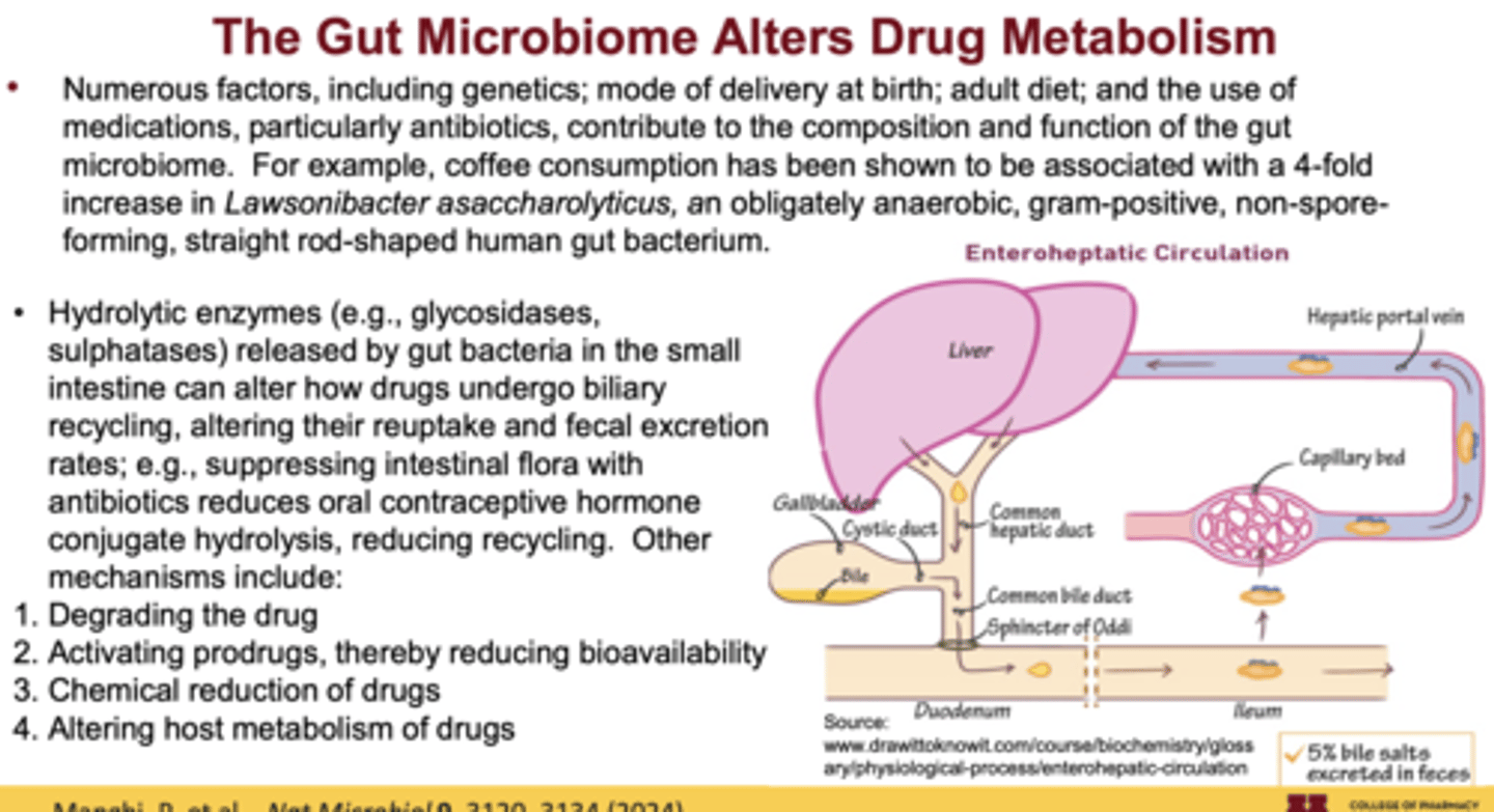 <p>They disrupt microbiota, leading to ↓ vitamin K synthesis and altered bile salt metabolism</p>
