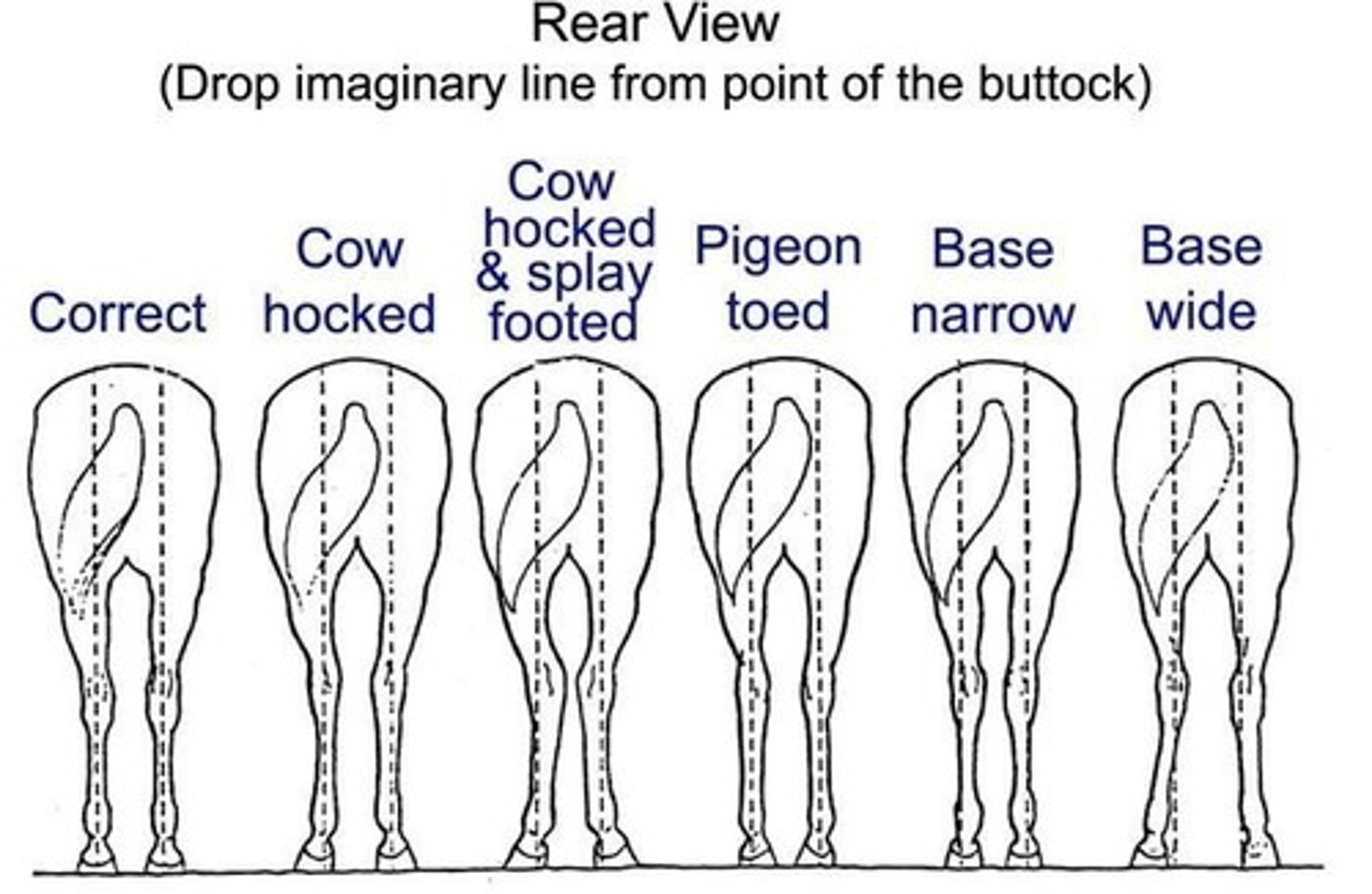 <p>Toeing-in, toeing-out, sickle hocks, cow hocks, contracted heel.</p>