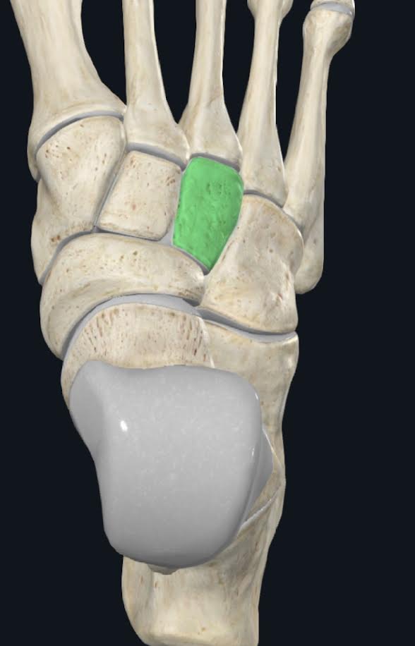 <ol><li><p>Esta ubicado entre el hueso navicular, el tercer metatarsiano</p></li><li><p>En dirección medial se articula con el cuneiforme intermedio y en dirección lateral con el hueso cuboides</p></li></ol>