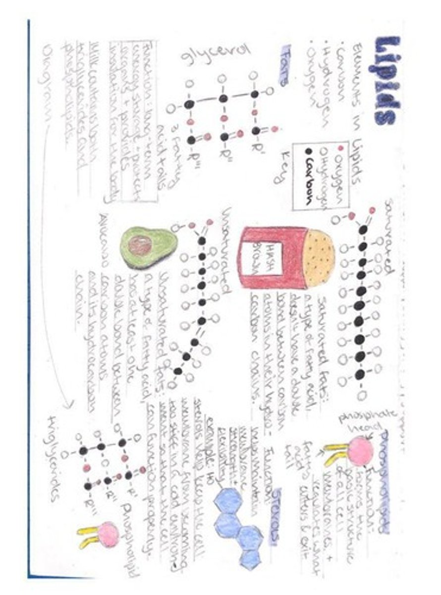 <p>Three fatty acid chains connected to one glycerol molecule.</p>