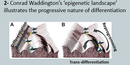 <p>Tissue development is accompanied by a progressive loss of pluripotency.</p><p>This process, conceptualized by Conrad Waddington's "epigenetic landscape," shows the progressive nature of differentiation. It sees cells "rolling down valleys" into stable, specialised fates (e.g., nerve, epithelial, muscle cells). </p><p>The aquisition of specialised function results from the expression of a subset of genes.</p><p>Fully differentiated cells have limited or no ability to divide, have restricted plasticity and limited reversability. </p><p>This means a differentiated tissue cannot easily cope with injuries or normal wear and tear on its own, creating the need for a dedicated population of <strong>adult stem cells</strong> to maintain tissue homeostasis and repair.</p>