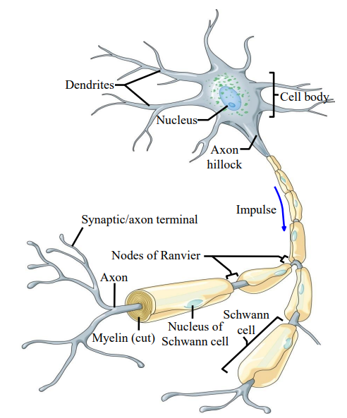 <ul><li><p>A fatty, insulating sheath that surrounds the axons of neurons.</p><ul><li><p>A lipid-protein mix; 80% lipid and 20% protein. </p></li></ul></li><li><p>The white fatty myelin is made of either oligodendrocytes or Schwann cells.</p></li><li><p>Ingredients: myelin basic protein, proteolipid protein, and glycolipids. </p></li><li><p>Increases the speed of electrotonic conduction.</p></li></ul><p></p>
