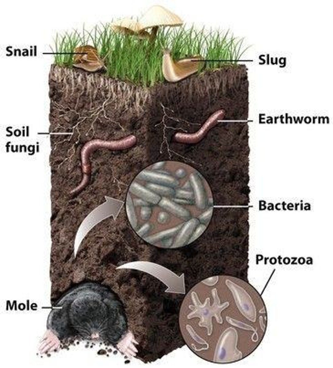 <p>They break down dead organic matter and return nutrients to the soil</p>