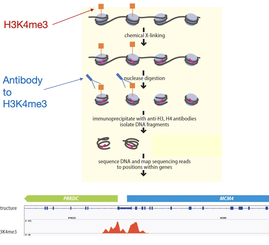 <p>ChIP-seq</p>