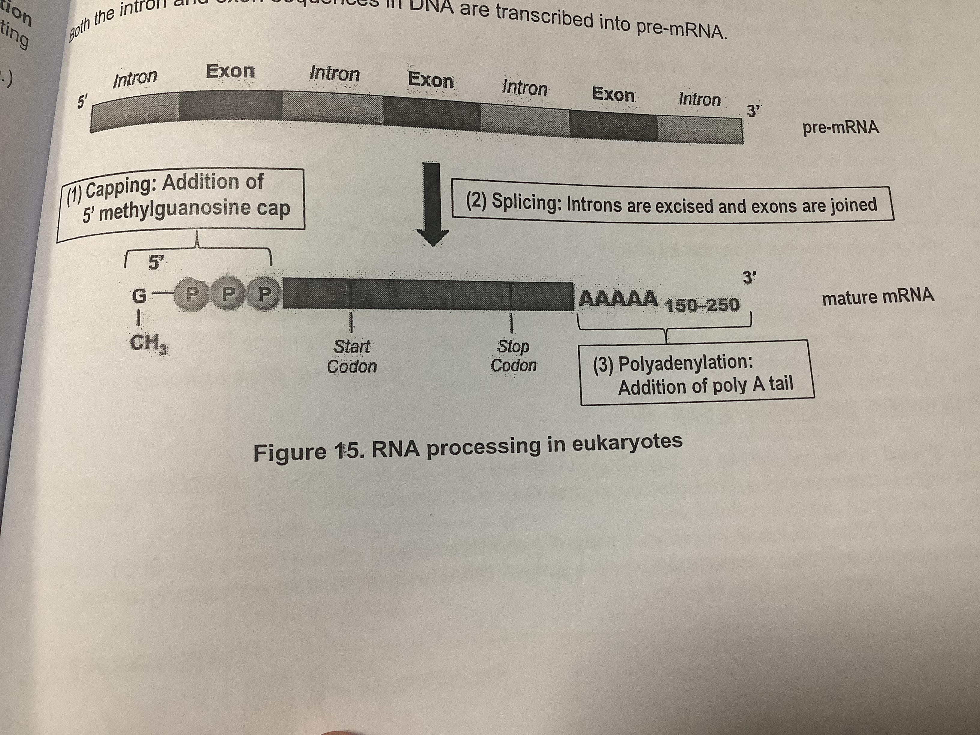 <p>1) <u>Addition of a </u><strong><u>7-methylgunanosine cap</u></strong><u> to the 5’ end of pre-mRNA</u>: protects mRNA from <strong>degradation by ribonucleases</strong>, facilitates the <strong>export of mature mRNA</strong> from the nucleus to the cytoplasm as it helps recognise mRNA so that it can undergo subsequent steps such as splicing<br>2) <u>RNA </u><strong><u>splicing</u></strong>: spliceosomes excise introns (non-coding regions) and join exons (coding regions)</p><p><u>3) Synthesis of a</u><strong><u> poly A tail</u></strong><u> (polyadenylation):</u> protects mRNA from degradation by ribonucleases, facilitates the export of mature mRNA from the nucleus to the cytoplasm</p>